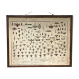 Bouasse-Lebel educational board at the end of the 19th Natural History Insects