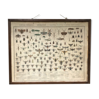 Bouasse-Lebel educational board at the end of the 19th Natural History Insects