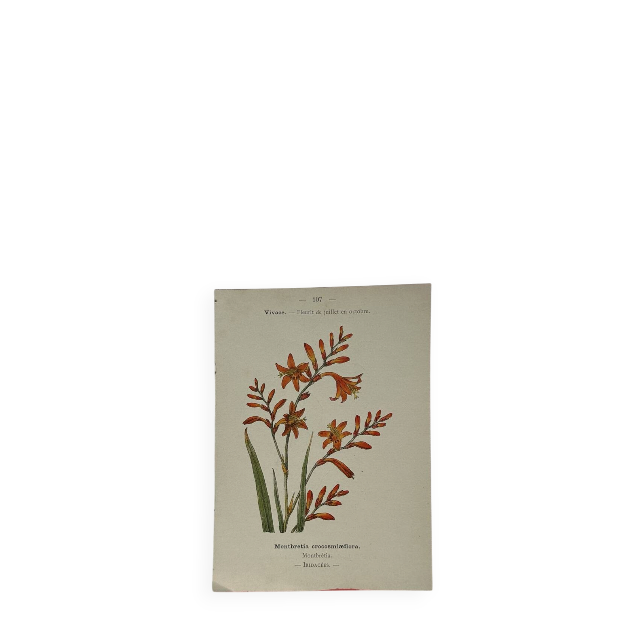 🌿 Botanical Plate Old Naturalist Engraving 19th Century Double-Sided A