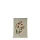 🌿 Botanical Plate Old Naturalist Engraving 19th Century Double-Sided A