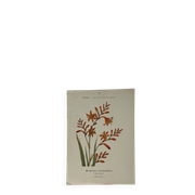 🌿 Botanical Plate Old Naturalist Engraving 19th Century Double-Sided A