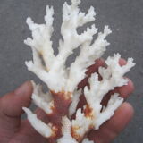 White coral branch