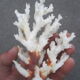 Branche de corail blanc