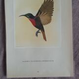 Lithograph bird