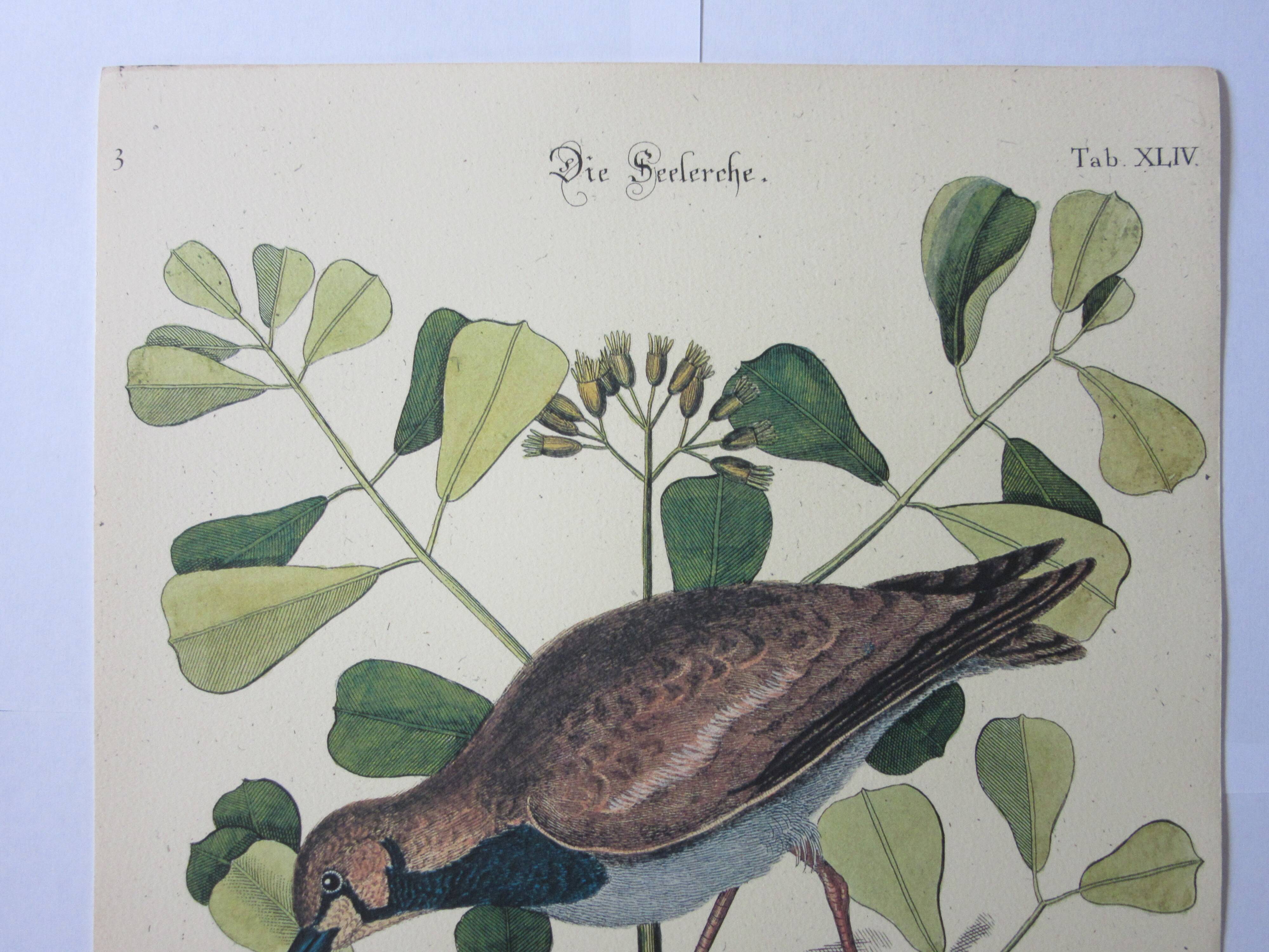 Bird engraving, sea allouette, repro catesby/seligmann