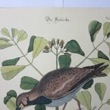 Bird engraving, sea allouette, repro catesby/seligmann