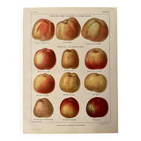 Lithograph on apples - 1920