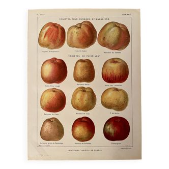 Lithographie sur les pommes - 1920