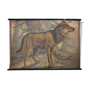 Affiche wolf lithographie - karl