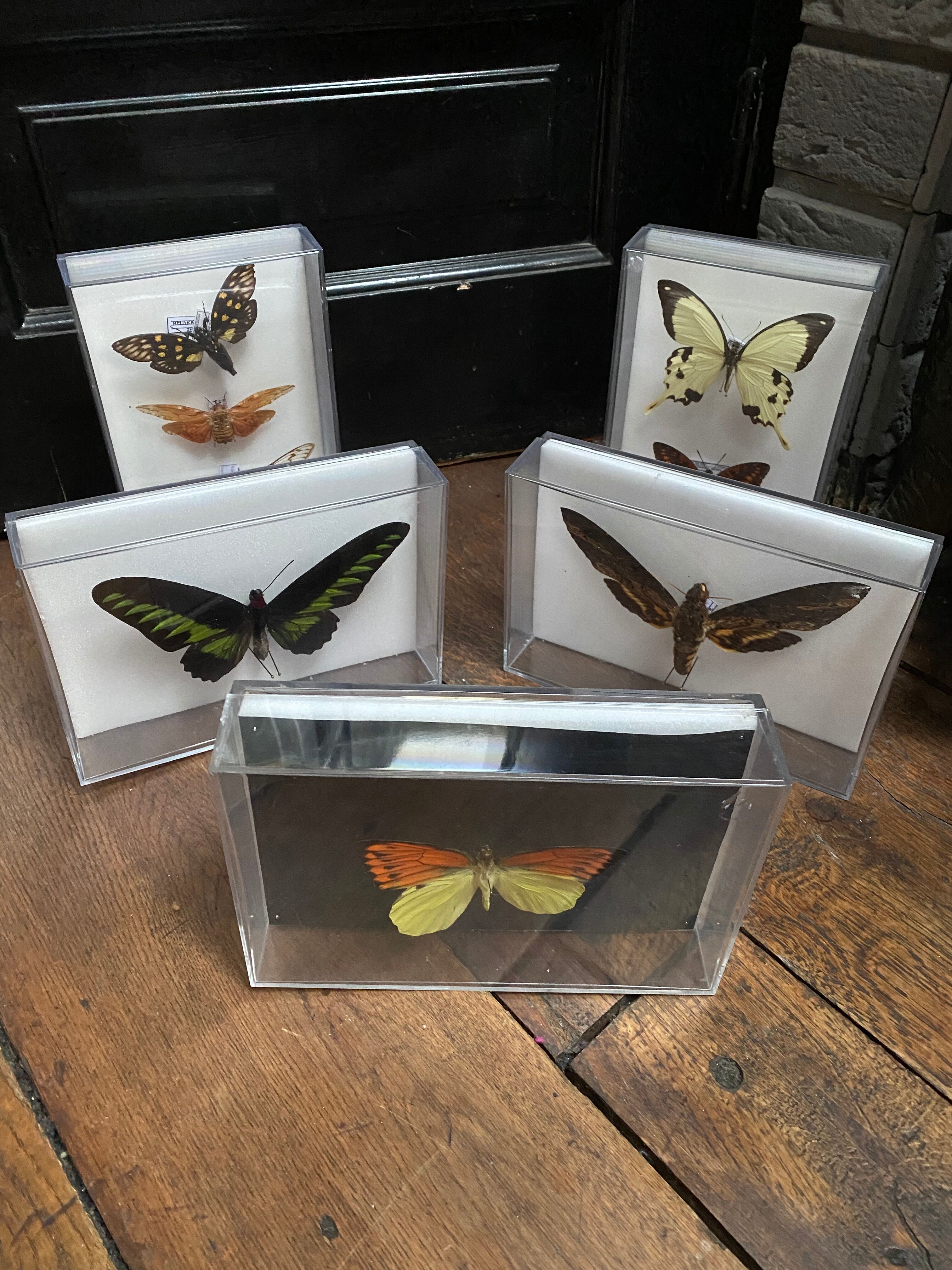 Lot of naturalized butterflies entomologist plexiglass boxes