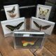 Lot de papillons naturalisés boîtes plexiglass entomologiste