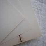 Set of 3 botanical plates Geigy, Prèle, soda and purslane