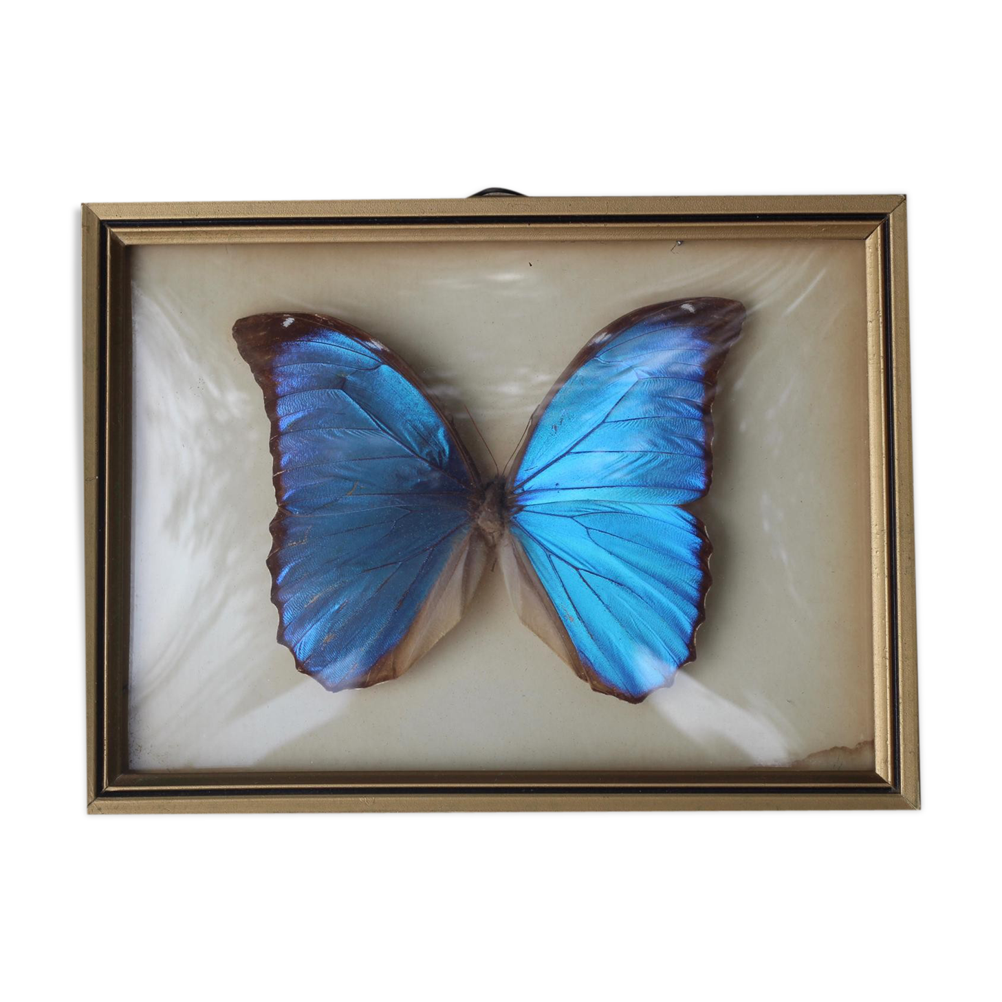 Papillon sous verre bresil