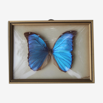 Papillon sous verre bresil