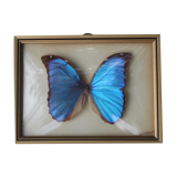 Butterfly under glass bresil
