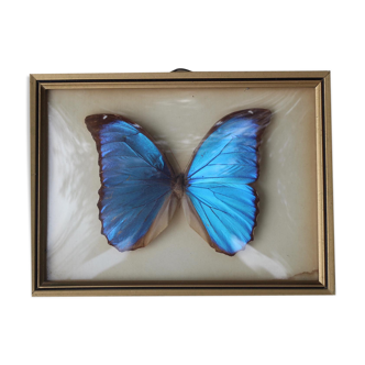 Butterfly under glass bresil