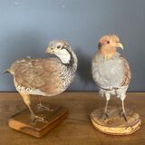 Stuffed/stuffed partridge