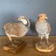 Stuffed/stuffed partridge