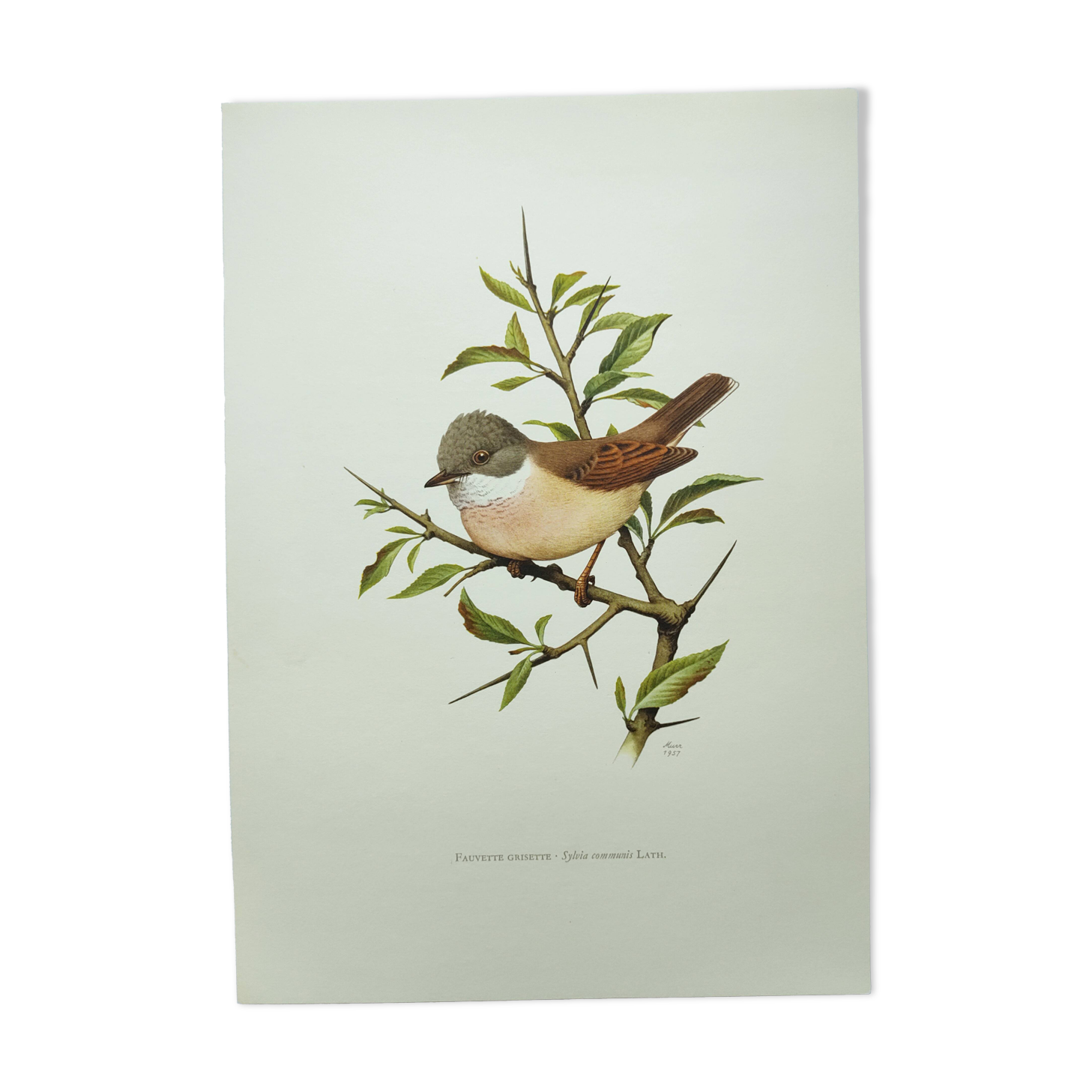 Old bird board 1960s - Gray Warbler - Zoological and ornithological illustration