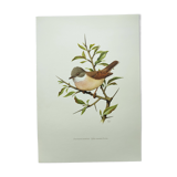Old bird board 1960s - Gray Warbler - Zoological and ornithological illustration