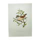 Old bird board 1960s - Gray Warbler - Zoological and ornithological illustration