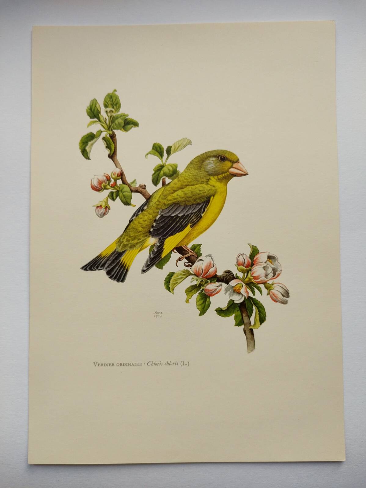 Bird board 60s - Ordinary Greenfinch - Vintage ornithological illustration