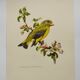 Bird board 60s - Ordinary Greenfinch - Vintage ornithological illustration