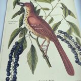 Antique bird illustration - Ruddy Thrush - Zoological engraving by Seligmann & Catesby from 1973