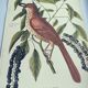 Antique bird illustration - Ruddy Thrush - Zoological engraving by Seligmann & Catesby from 1973