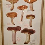 Frame botanical board mushrooms