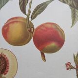 Botanical peach poster