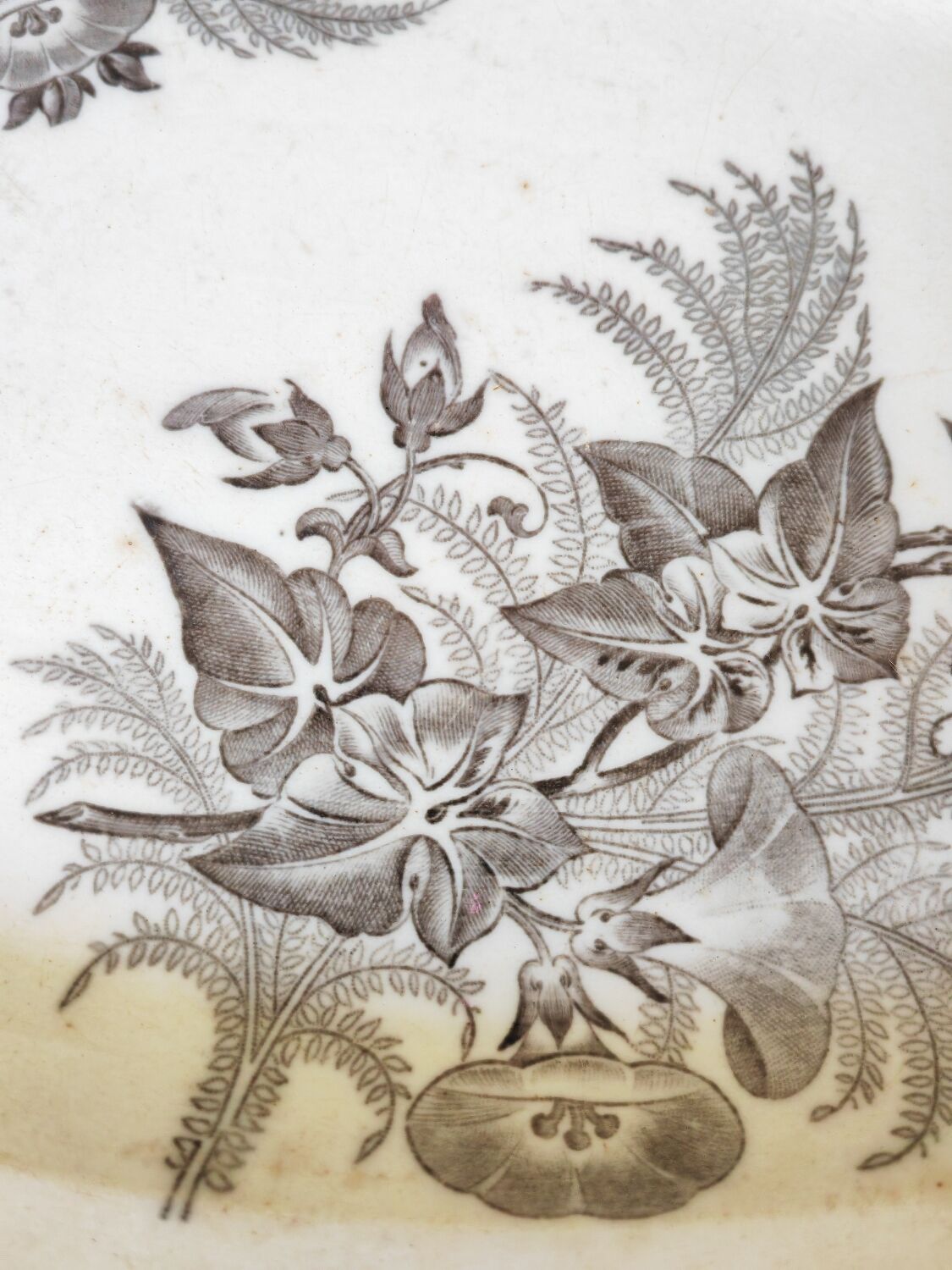 Dish bindweed Pexonne