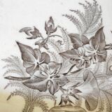 Dish bindweed Pexonne