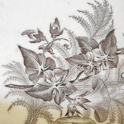 Dish bindweed Pexonne
