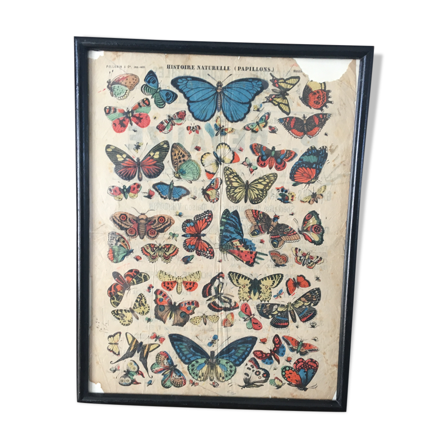 Naturalist butterfly poster, early 20th century