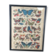 Naturalist butterfly poster, early 20th century