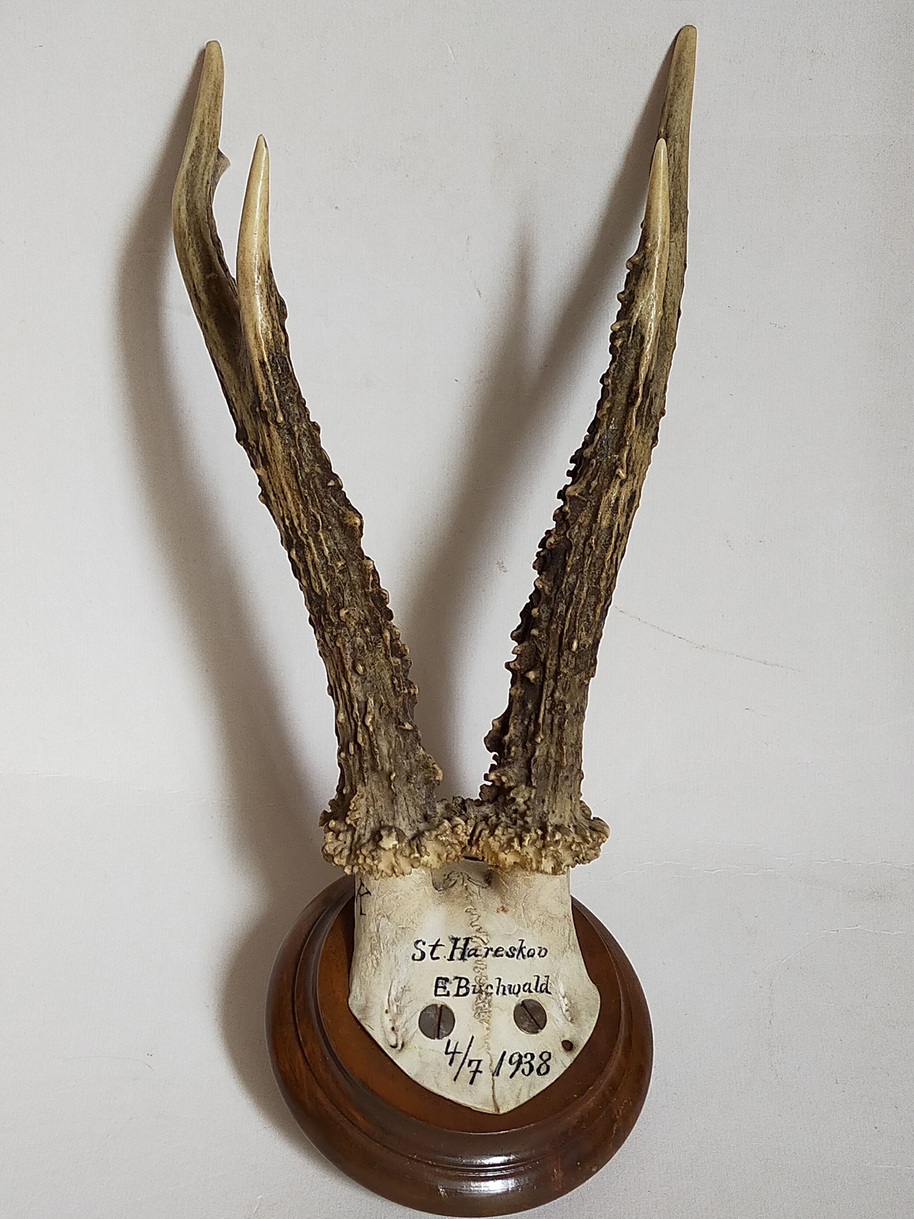 Scandinavian hunting trophy old 30 years