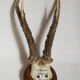 Scandinavian hunting trophy old 30 years