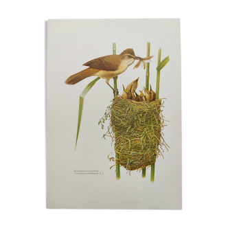 Bird board 60s - Warbler Turdoide - vintage zoological and educational