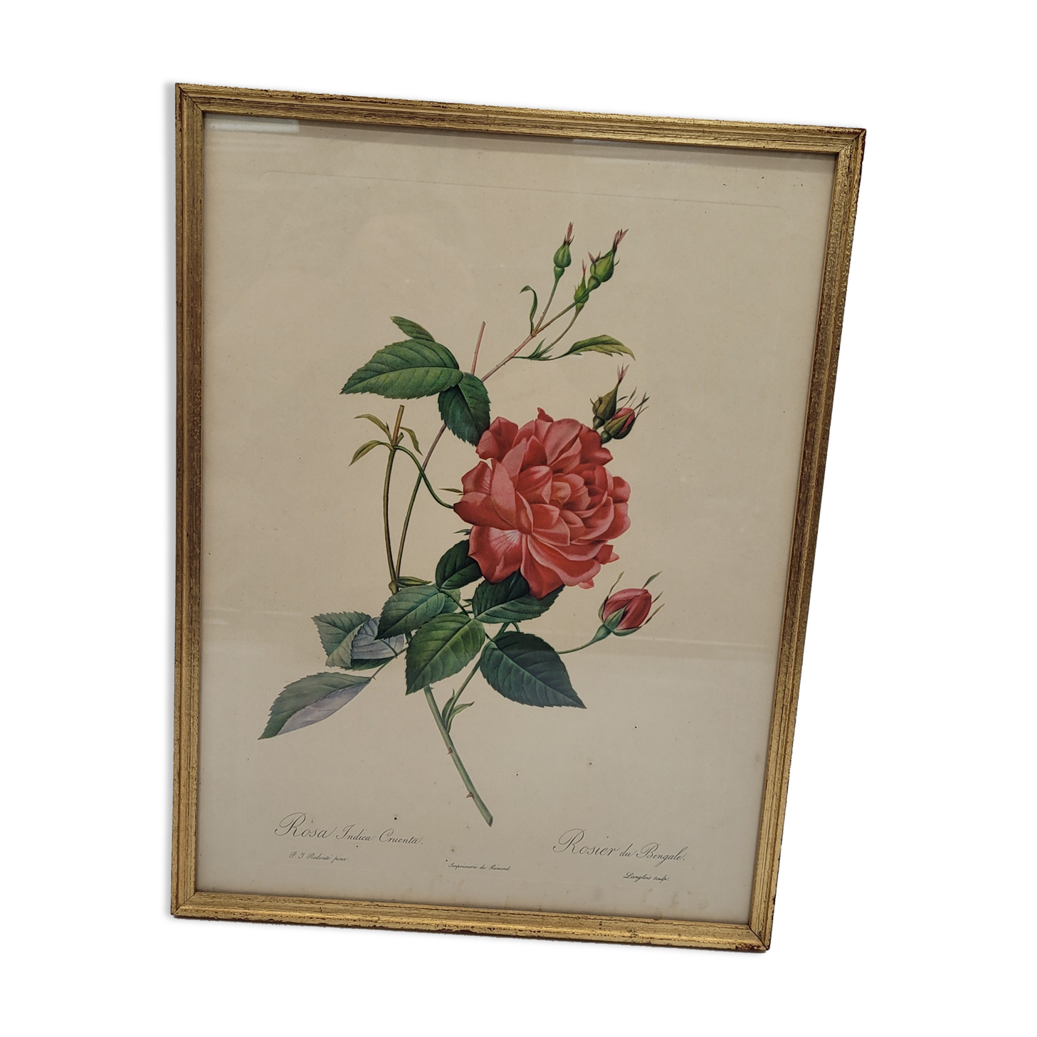 Bengal rose lithograph