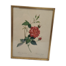 Bengal rose lithograph