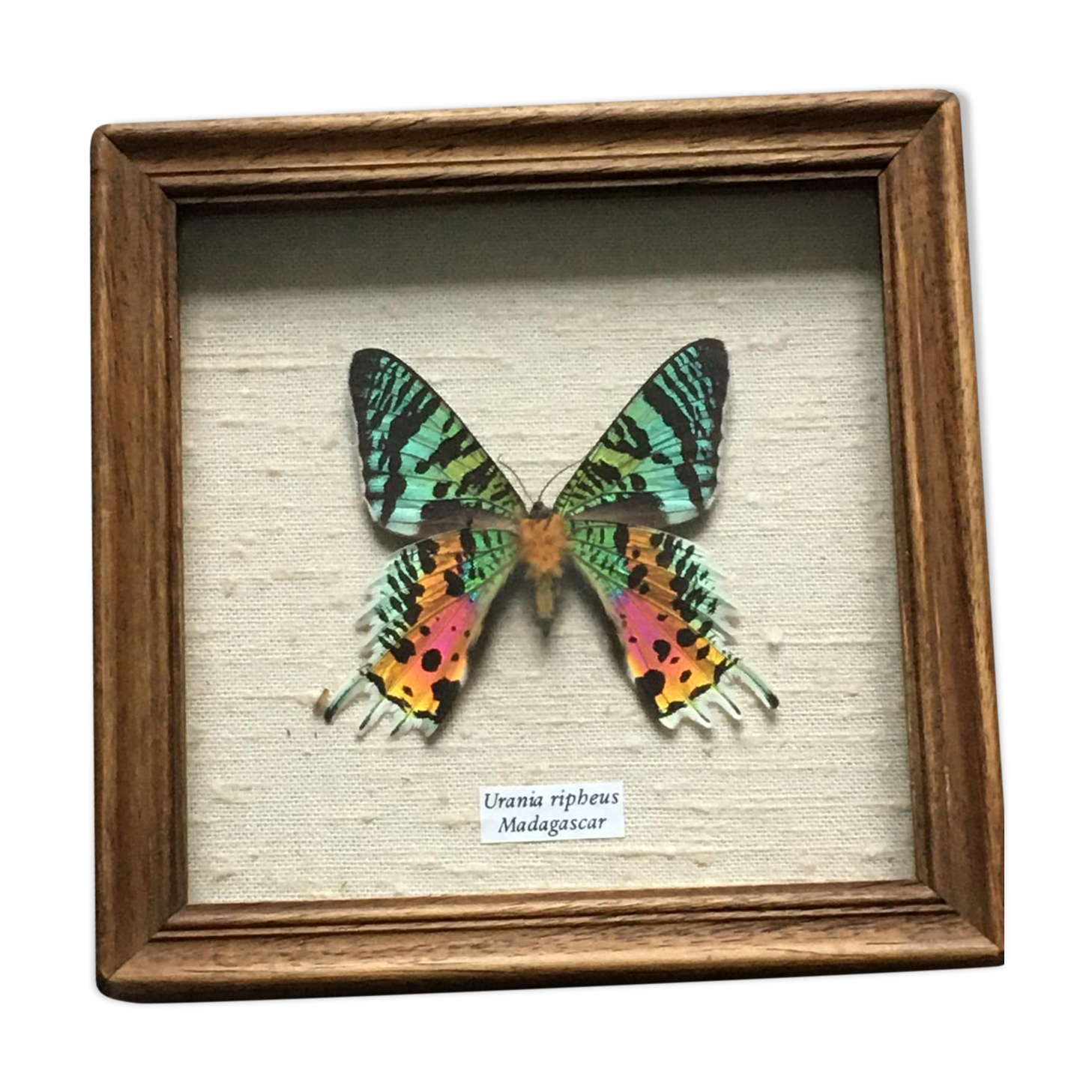 Butterfly frame "Urania Ripheus Madagascar"