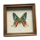 Cadre papillon "Urania Ripheus Madagascar"