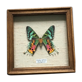 Butterfly frame "Urania Ripheus Madagascar"