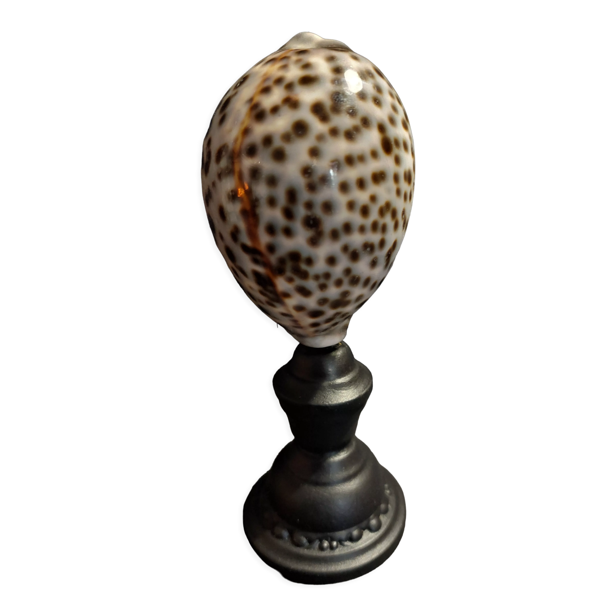 Cabinet of Curiosities shell cypraea tigris on base