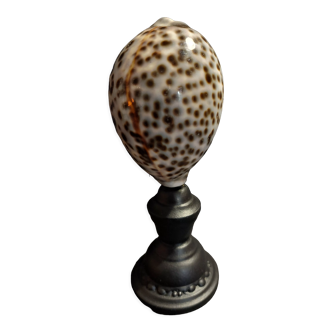 Cabinet of Curiosities shell cypraea tigris on base