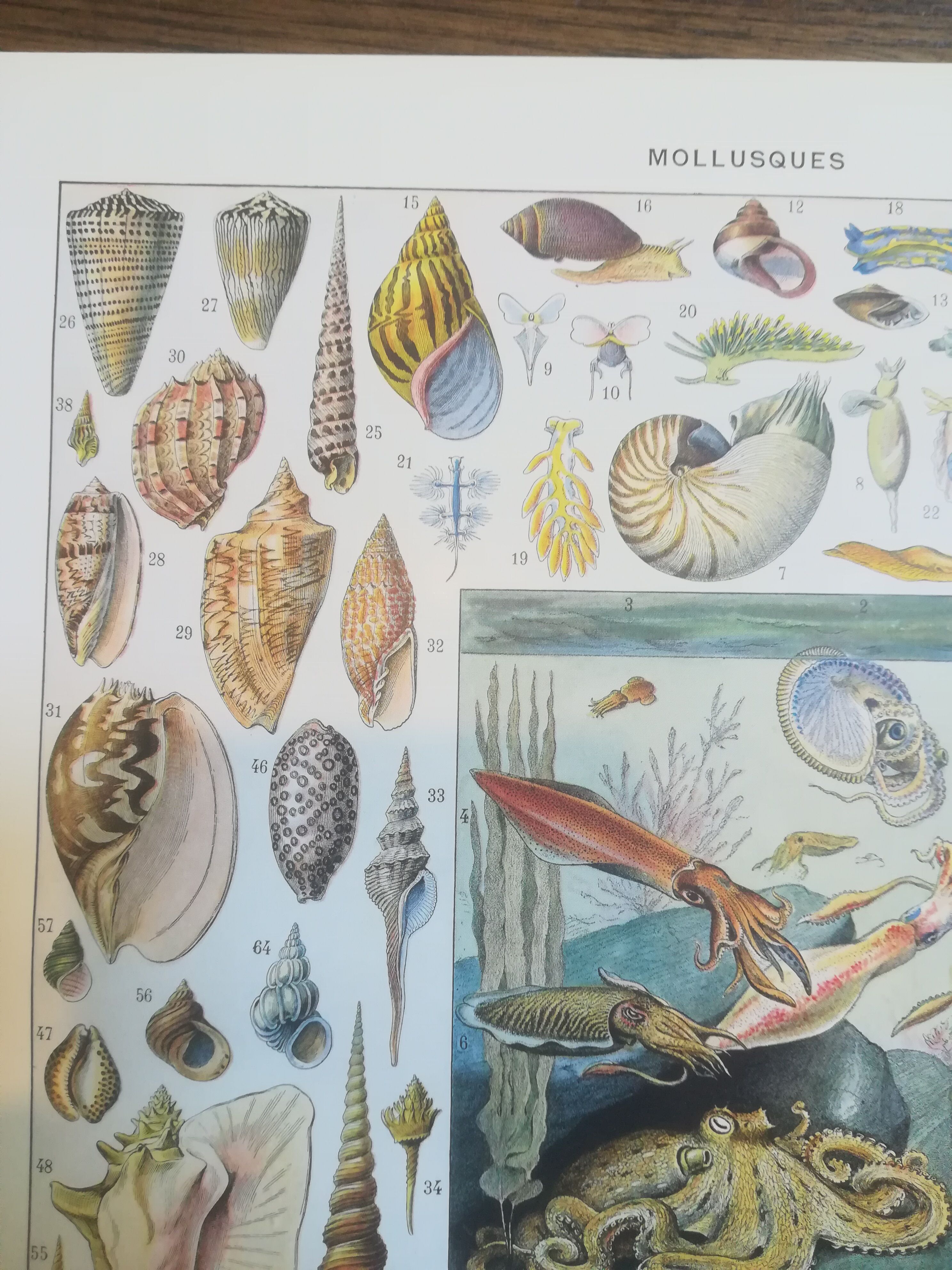 Lithographie sur les coquillages et mollusques de 1928