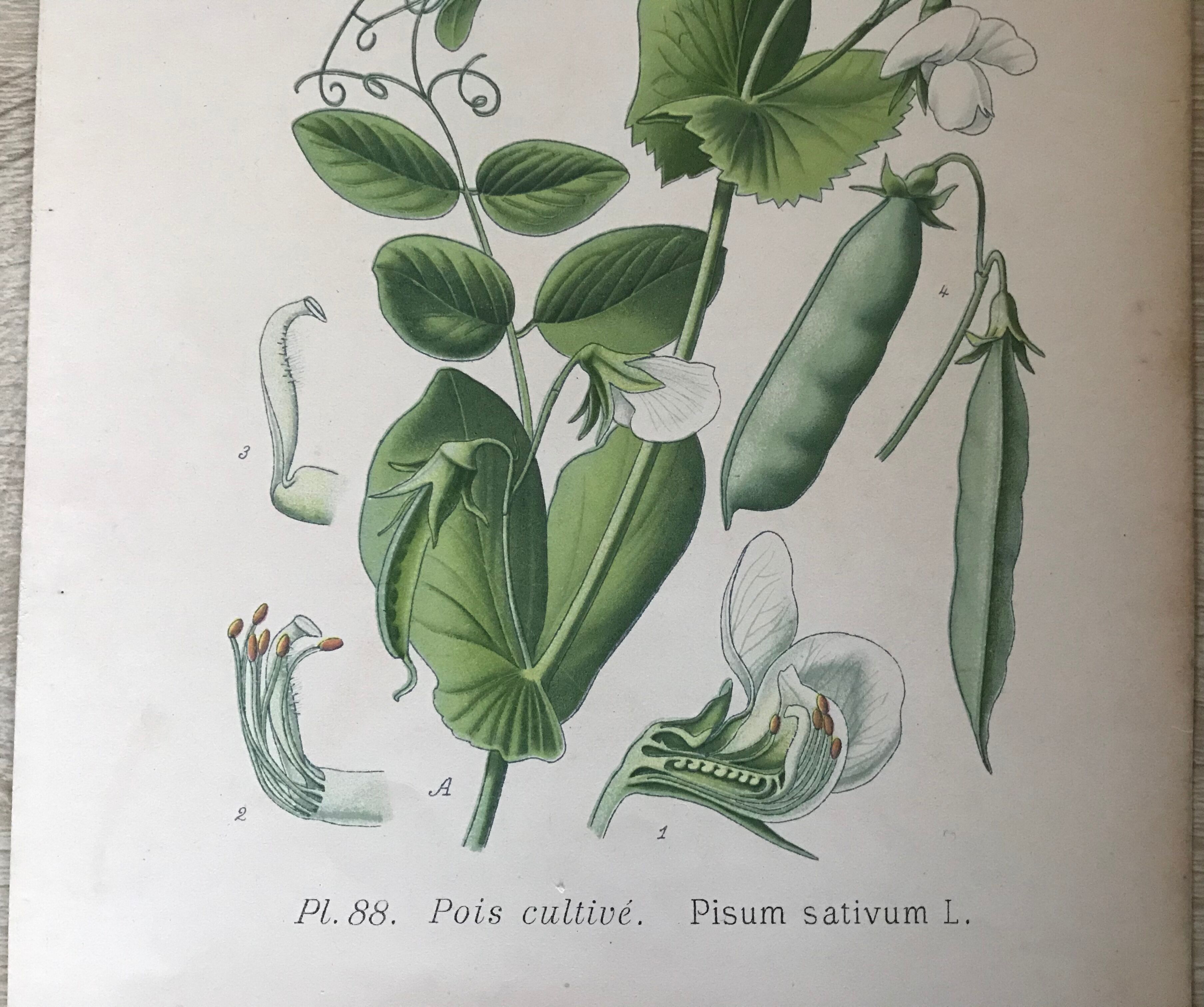 Ancient botanical boards