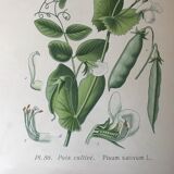 Ancient botanical boards