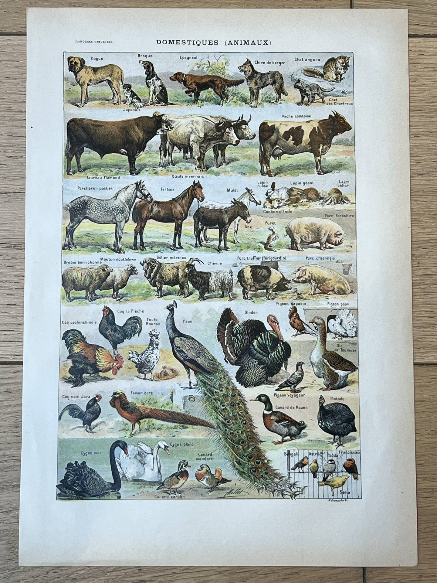Sheet "Pets" 20x29 cm